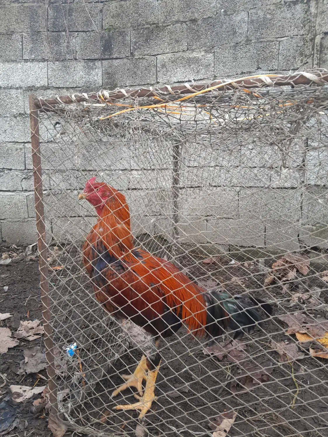 ۶تومن|حیوانات مزرعه|پره‌سر, |دیوار