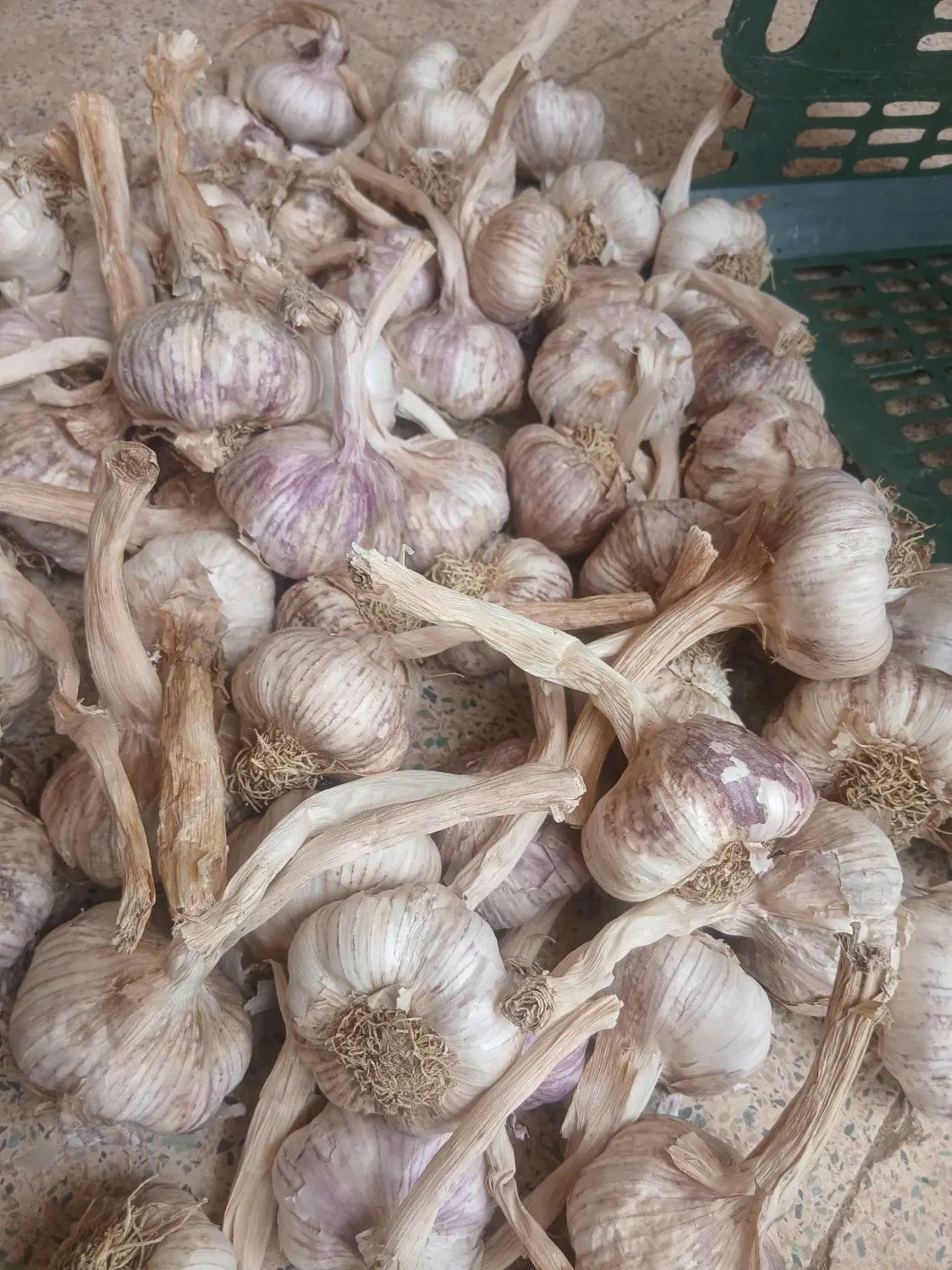 سیر|عمده‌فروشی|اردبیل, |دیوار