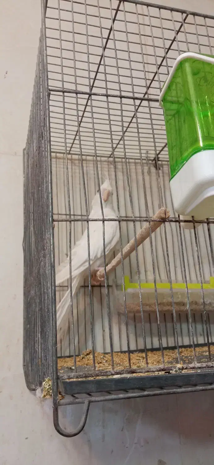 سهره عروس فنج نرگسی|پرنده|قم, بکایی|دیوار