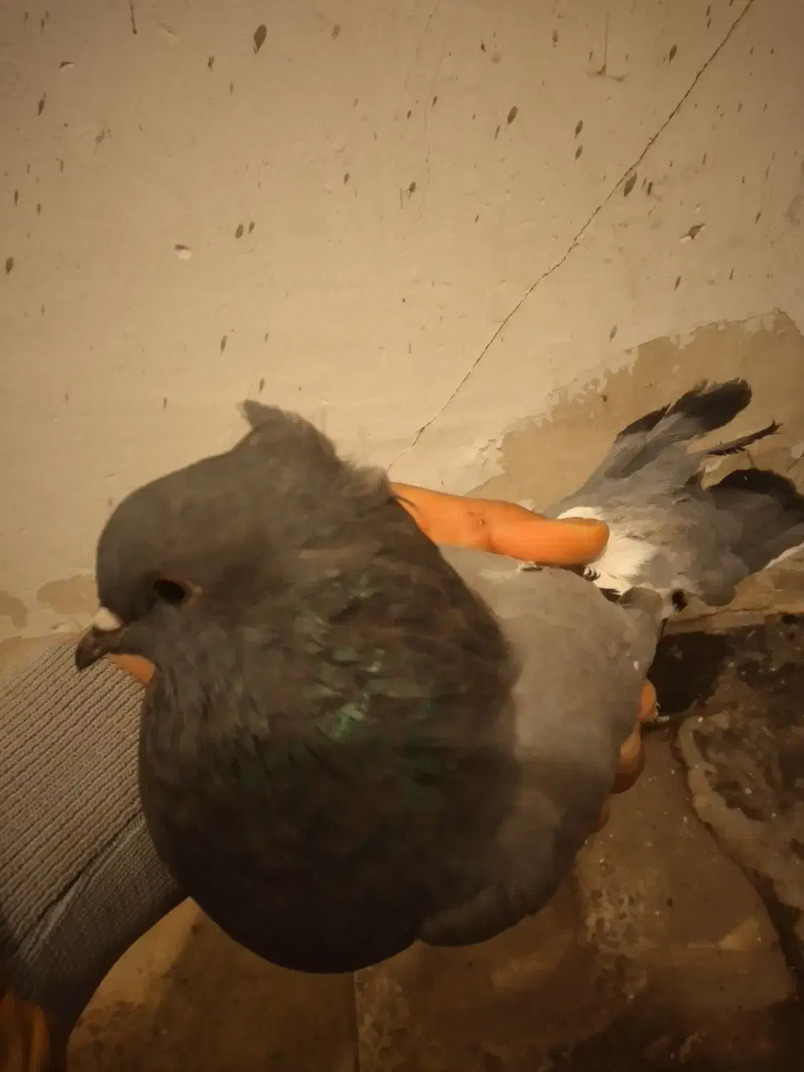 کبوتر|پرنده|فارسان, |دیوار