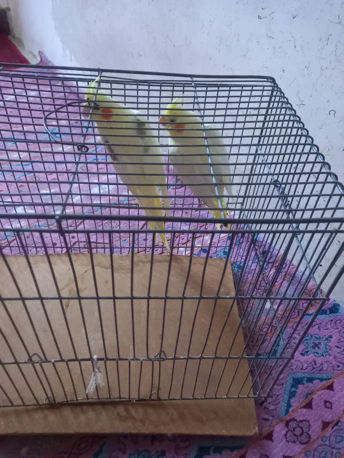 عروس هلندی|پرنده|اردبیل, |دیوار