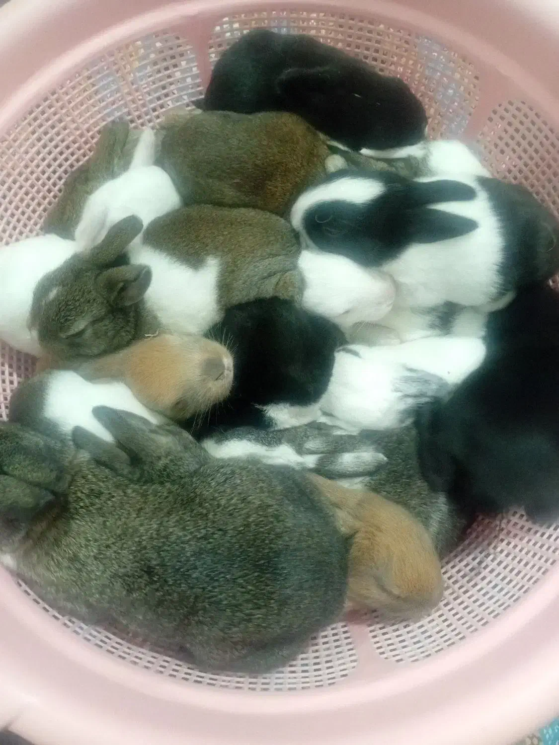 خرگوش کوچولو|موش و خرگوش|خان ببین, |دیوار