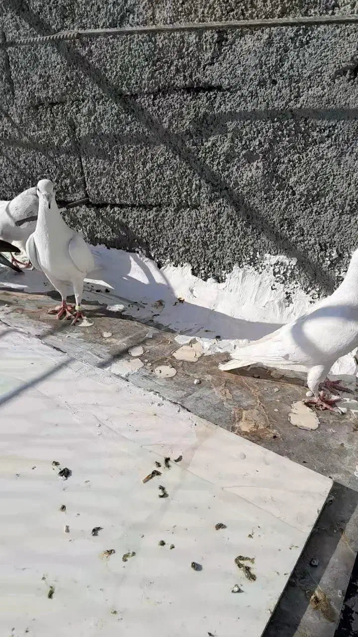 پلاکی اصل سفید|پرنده|سنندج, |دیوار