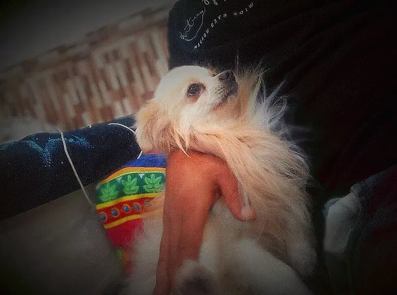 فروش سگ پامر اصیل پاکوتاه پشمالو|سگ|رامشیر, |دیوار