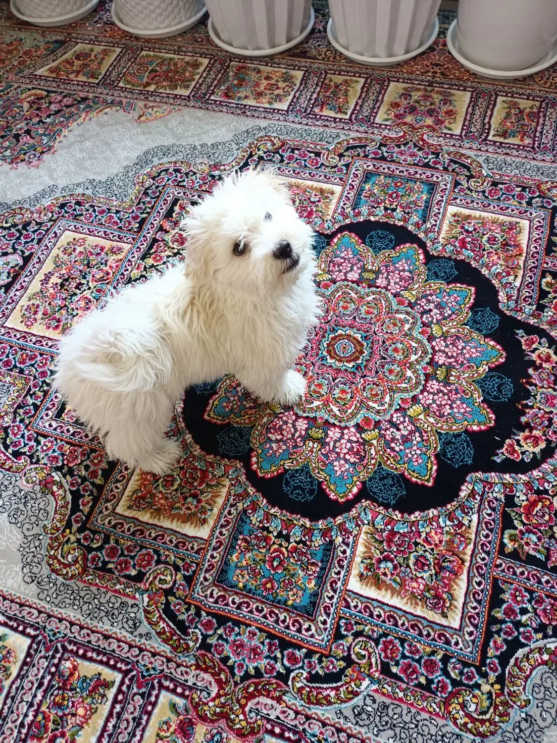 سگ پاکوتاه 2ماهه|سگ|میاندوآب, |دیوار