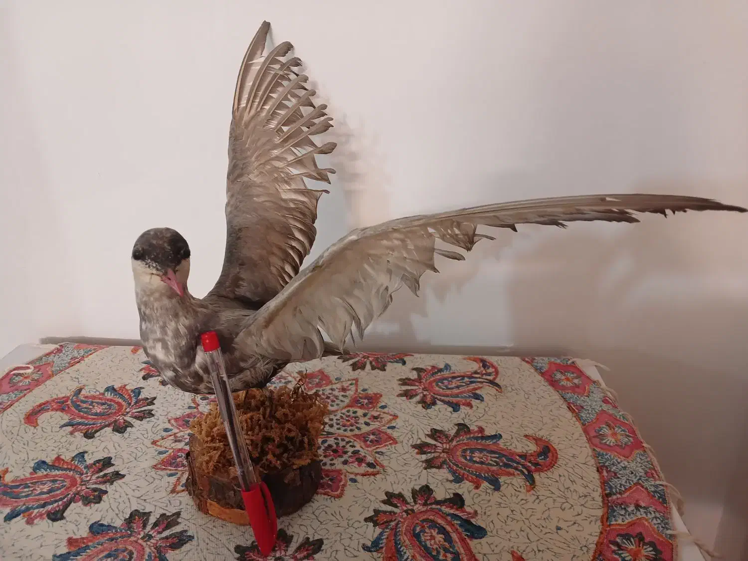 پرنده تزئینی|مجسمه، تندیس، ماکت|خرمآباد, |دیوار