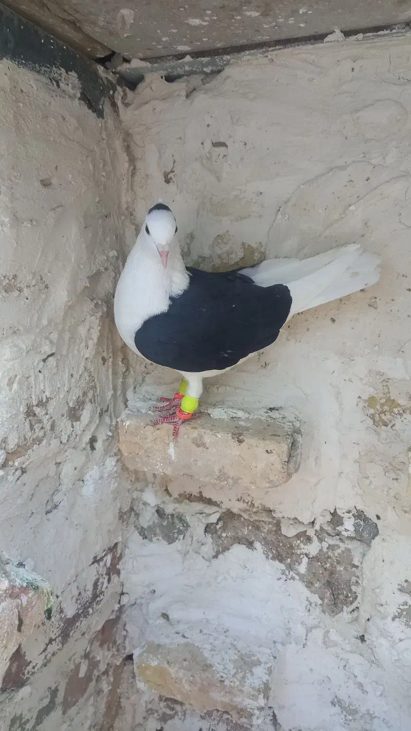 کفترپشت سیاه ماده|پرنده|قزوین, |دیوار