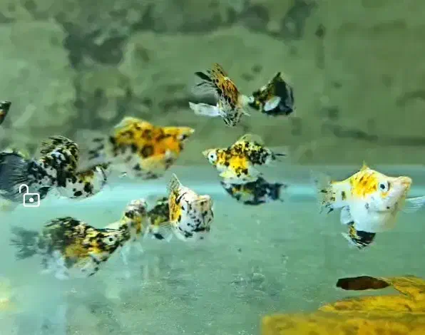 ماهی گوپی،مولی بالن،پلاتی بالن|ماهی|تهران, خانی آباد نو شمالی|دیوار