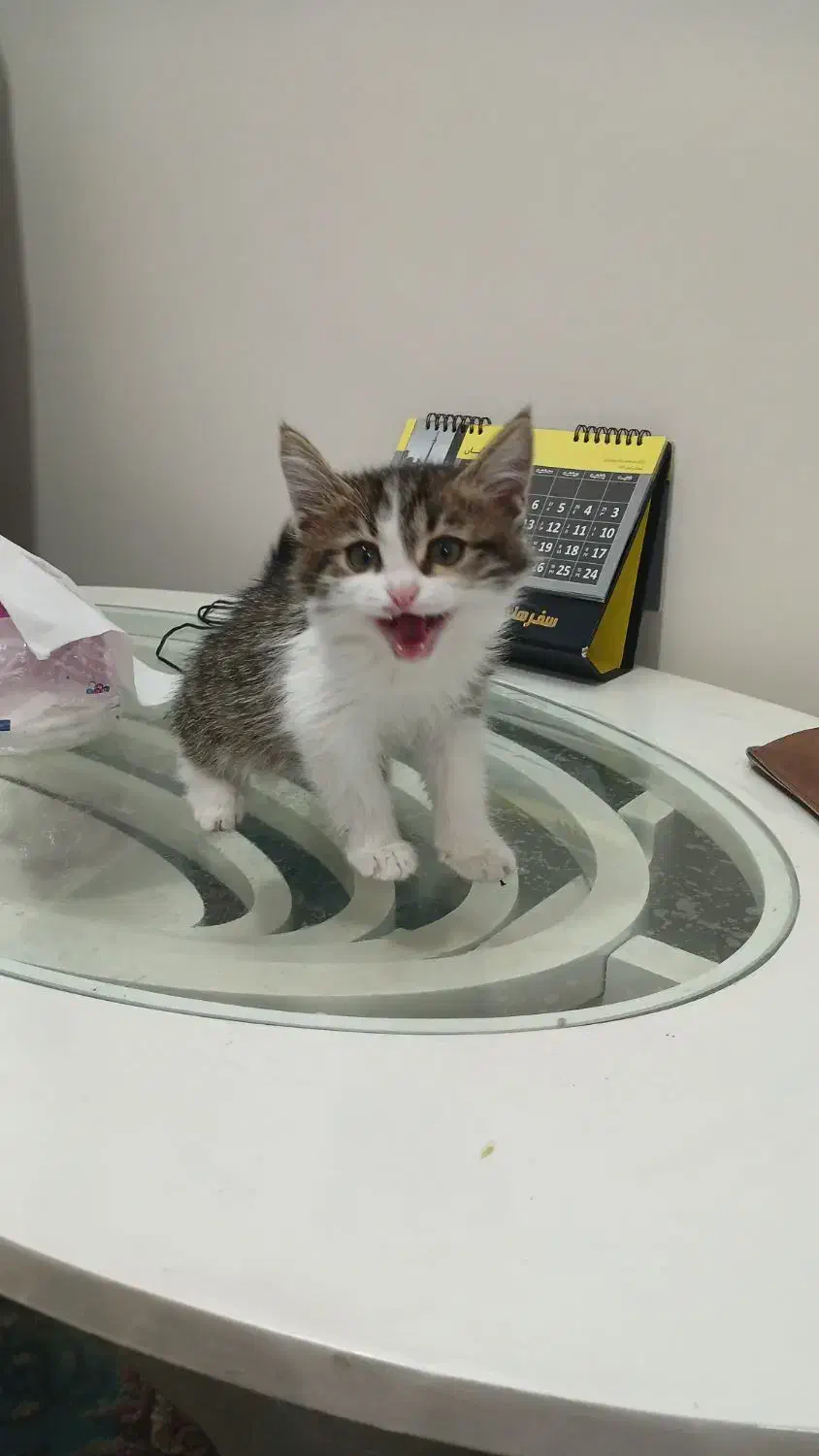 واگذاری بچه گربه|گربه|یزد, |دیوار