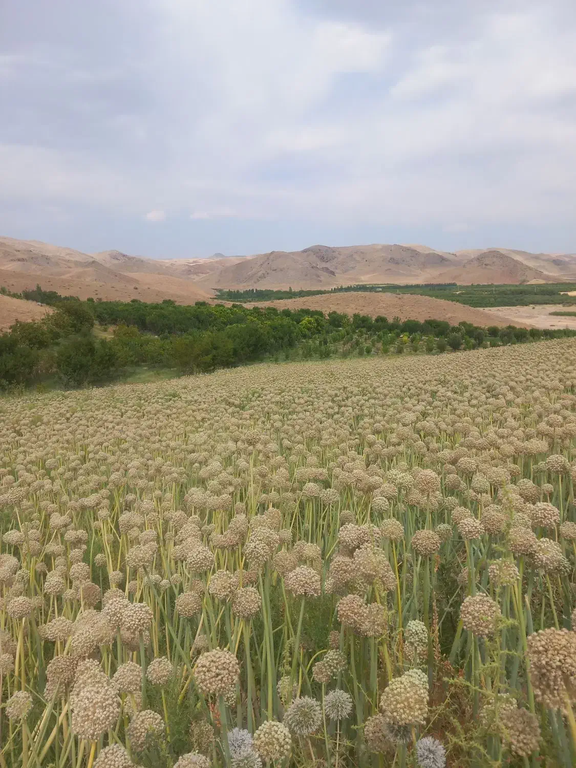 بذر پیاز قرمز|خدمات باغبانی و درختکاری|ملکان, |دیوار