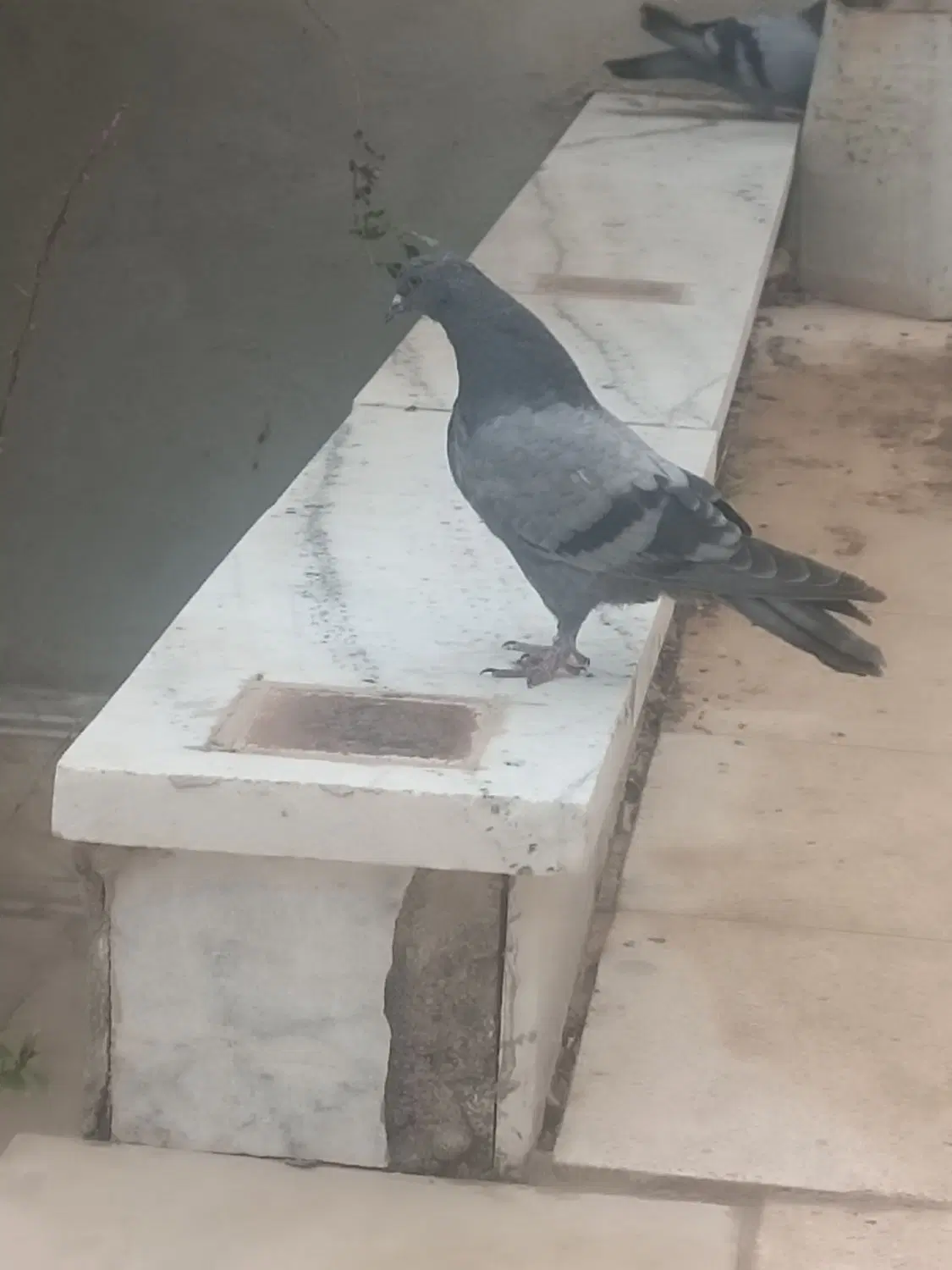 کفتر|پرنده|بم, |دیوار
