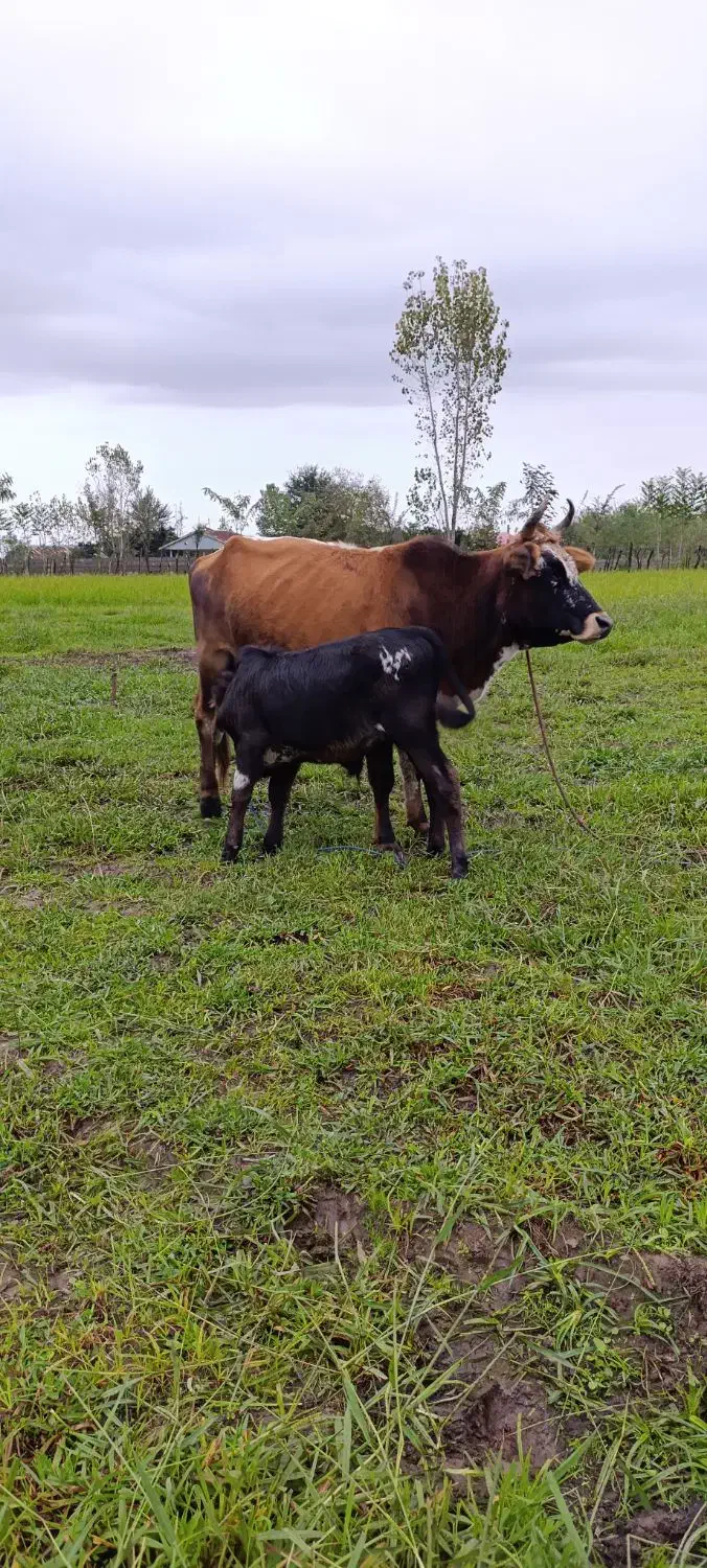 گاو وگوساله نر|حیوانات مزرعه|گوراب زرمیخ, |دیوار