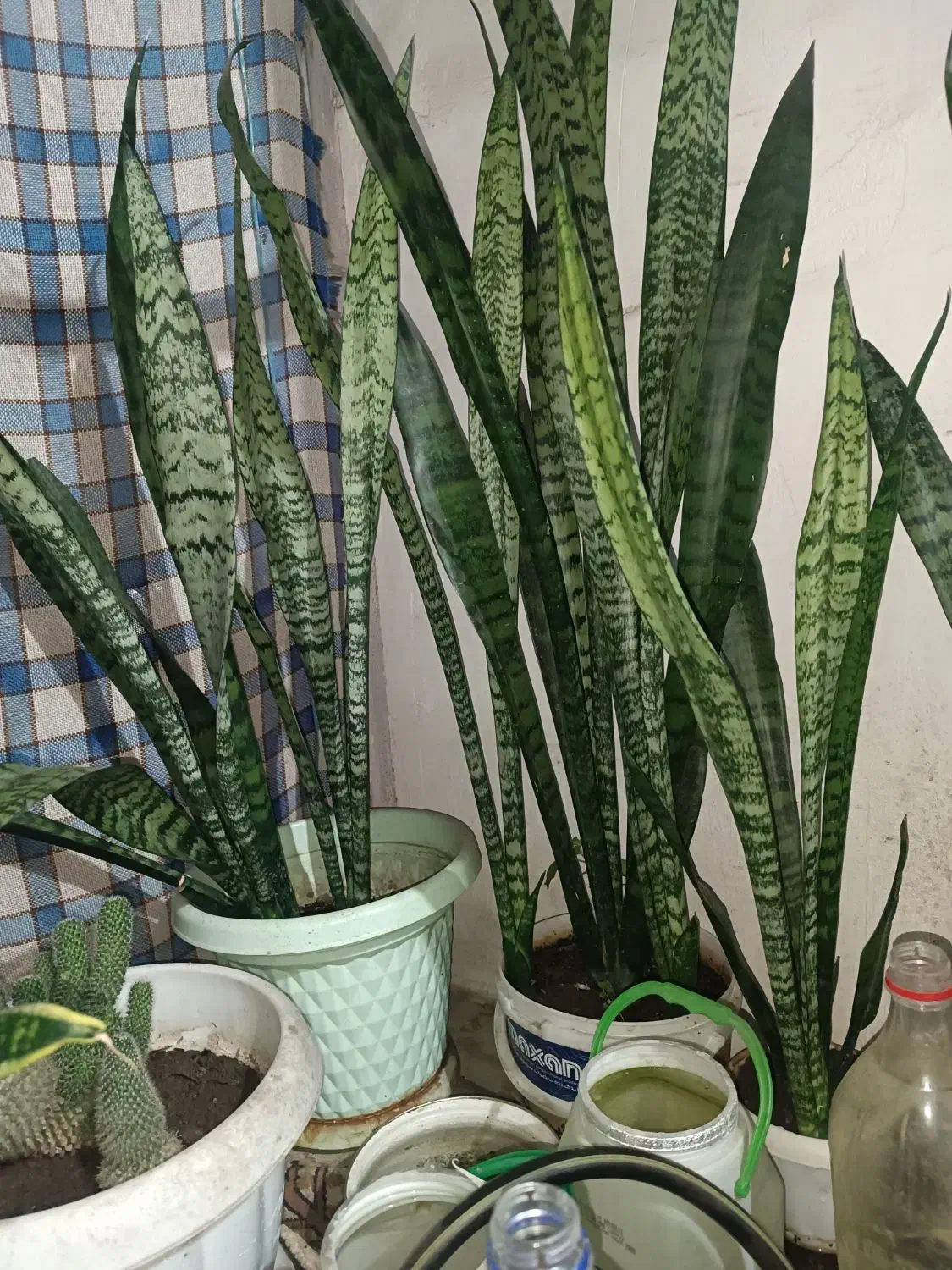 گل با گلدون دونه ای ۳۰۰|گل و گیاه طبیعی|تولم شهر, |دیوار