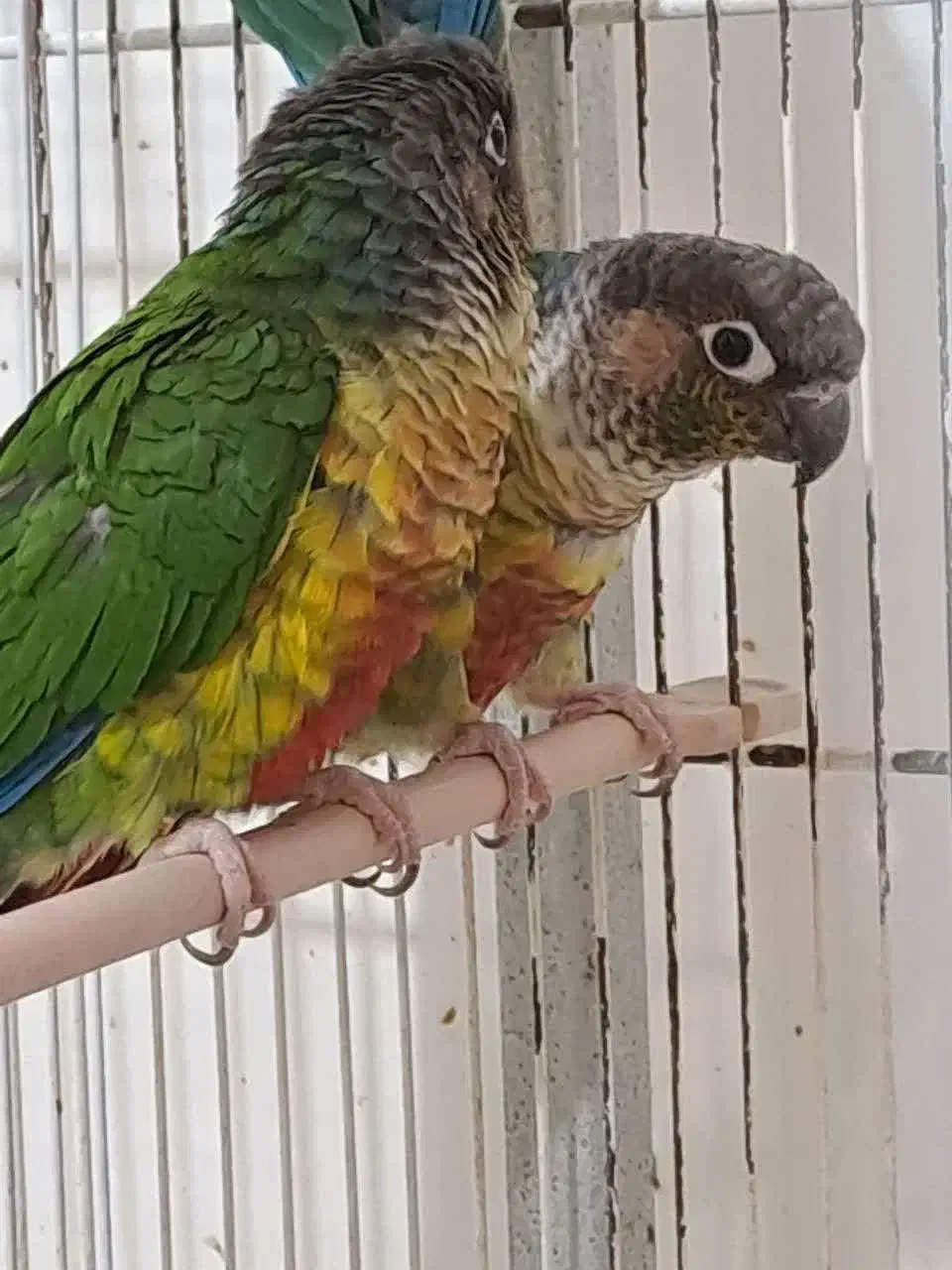 تعدادی گرینچیک نر بالغ|پرنده|قدس, شهرقدس|دیوار