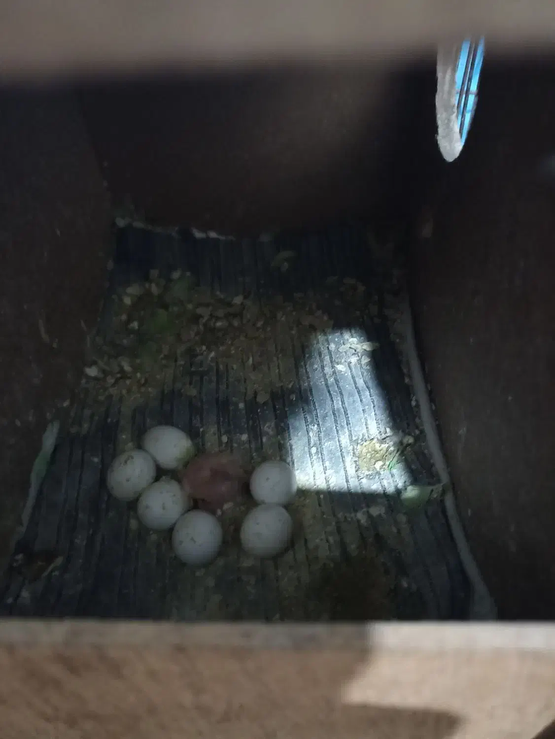 مرغ عشق|پرنده|ابهر, |دیوار