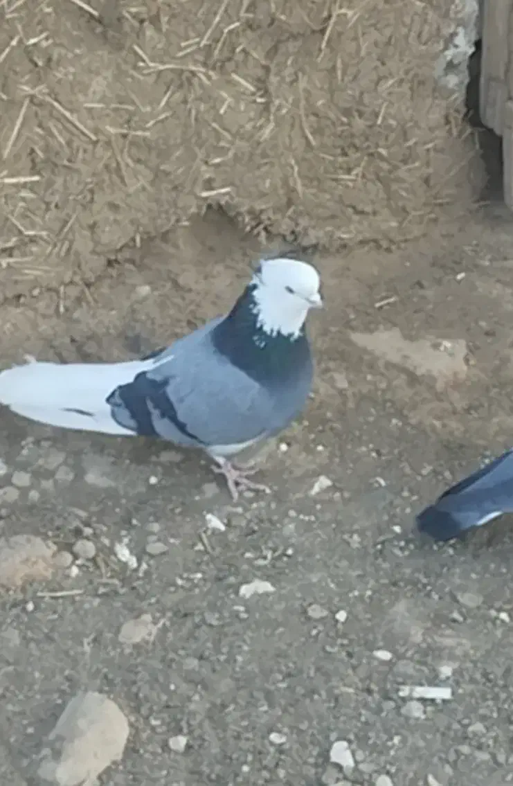 شازده نر کاکولی|پرنده|هیر, |دیوار