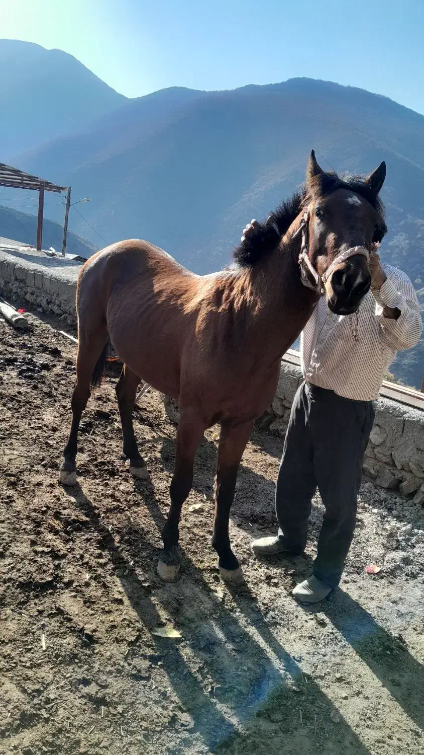 قیمت ۳۵تومن|اسب و تجهیزات اسبسواری|خدا آفرین, |دیوار