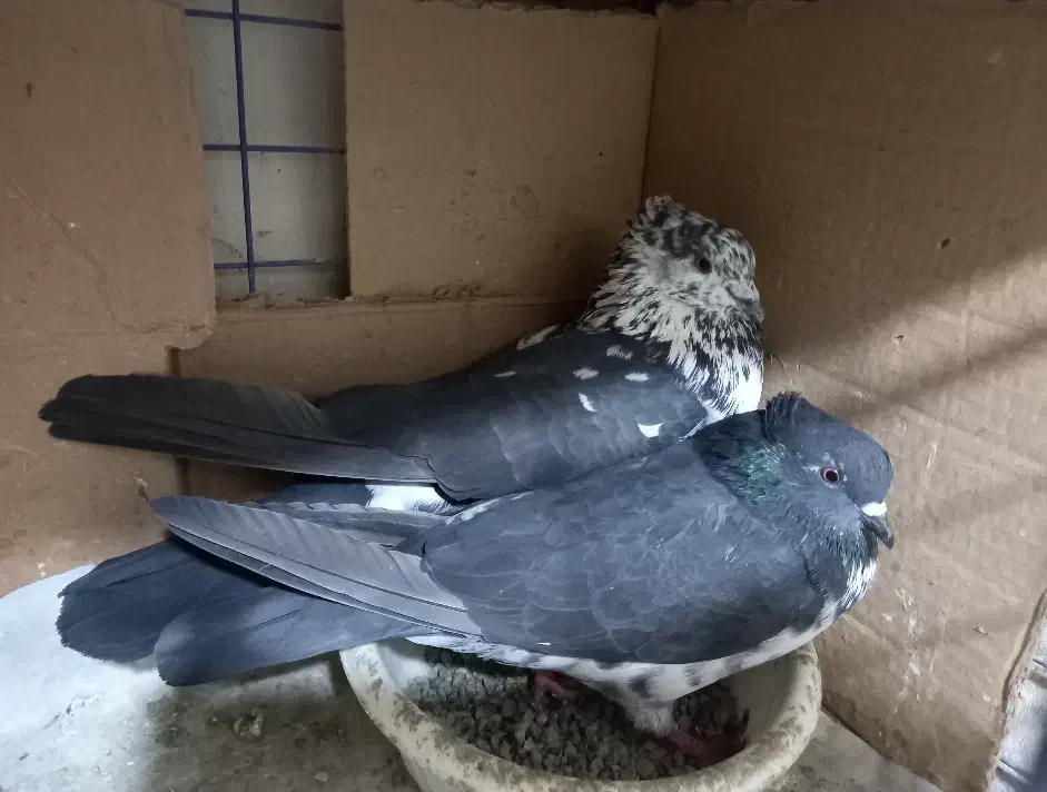 کفتر گم شده|پرنده|شهریار, شهریار|دیوار