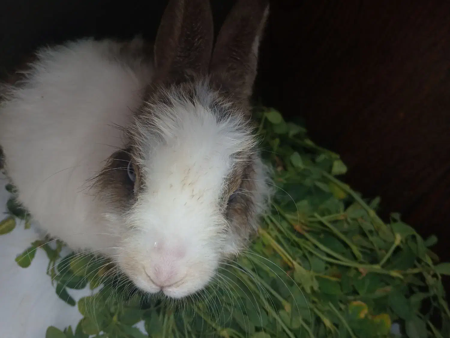 فروش خرگوش|موش و خرگوش|فولادشهر, B5|دیوار