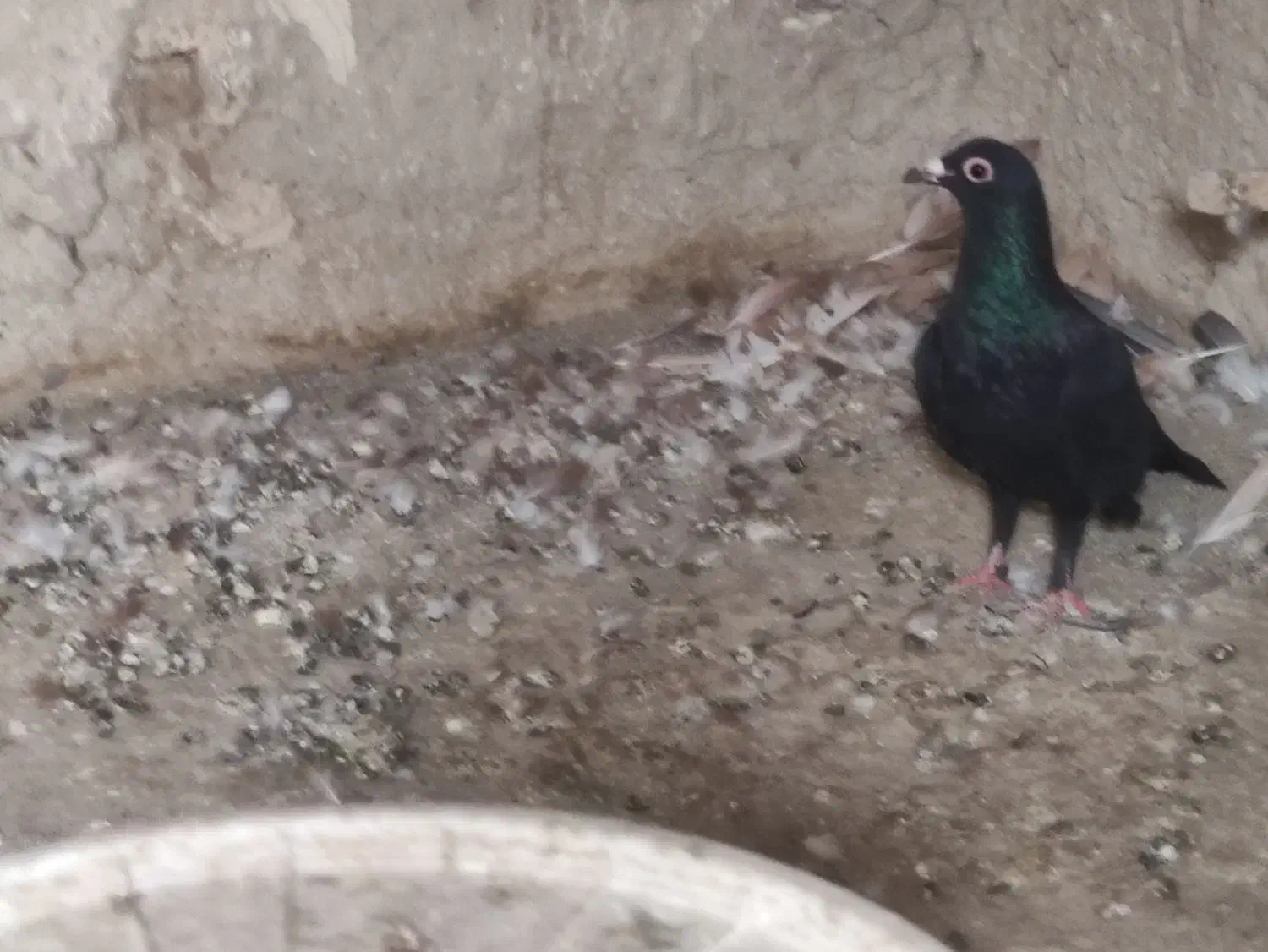 نر وماده زرد وسرخ کرمانی باماده زاغ کرمانی|پرنده|جزنیک, |دیوار