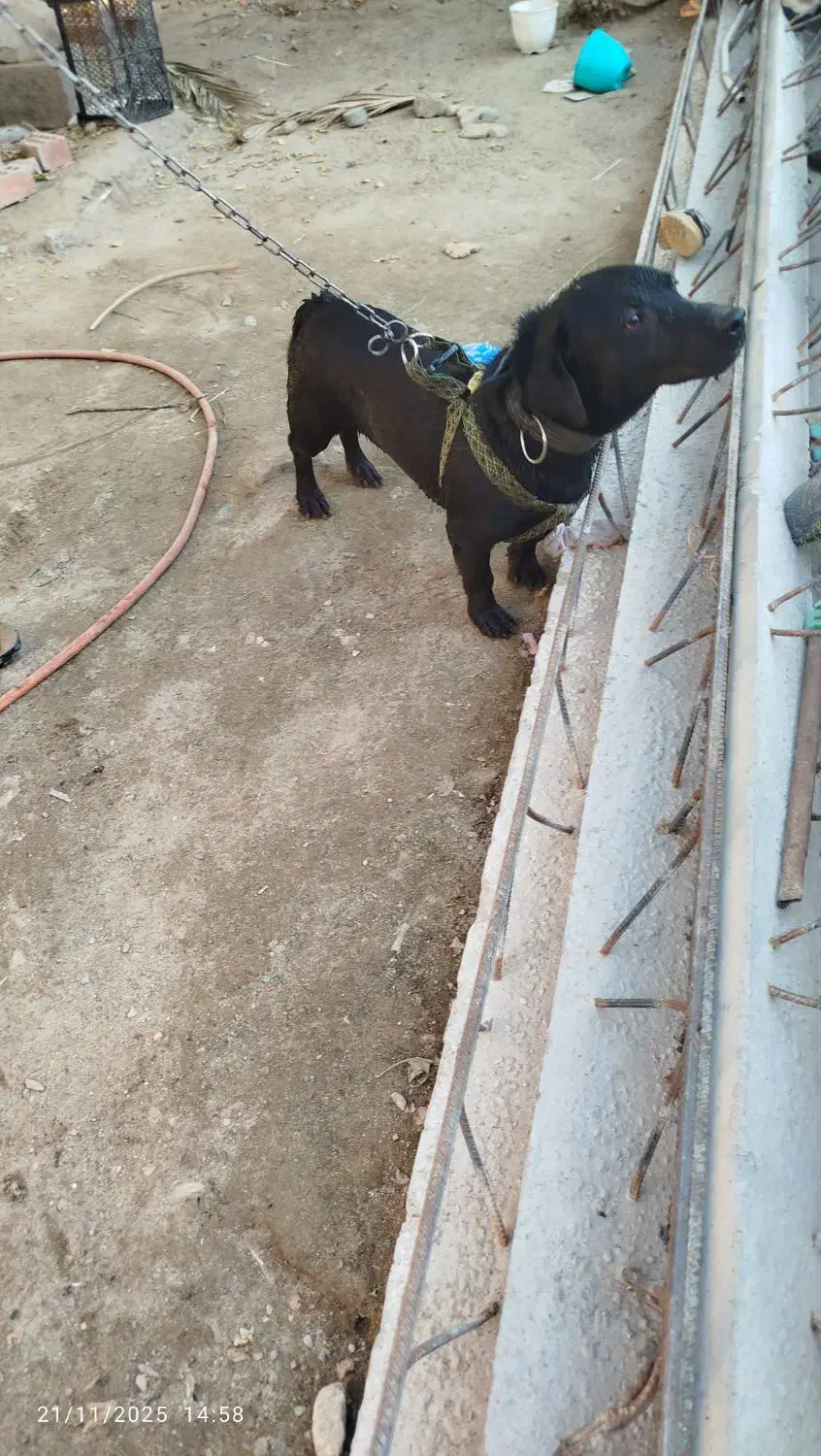 سگ پا کوتاه|سگ|جیرفت, |دیوار