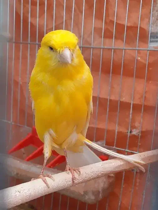قناری نر طلایی بلند و کشیده وبخون|پرنده|خمینیشهر, |دیوار