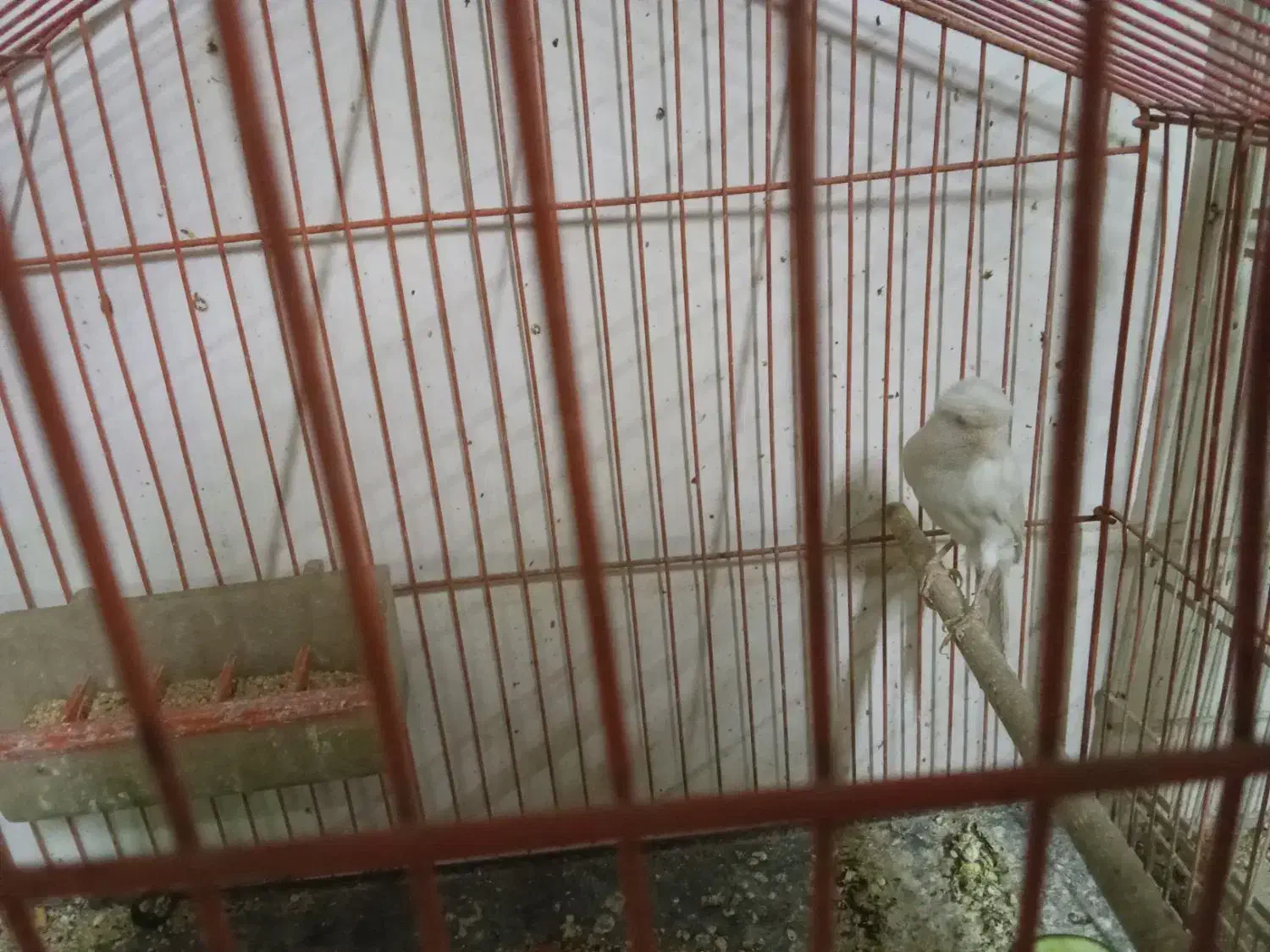 قناری|پرنده|قائن, |دیوار