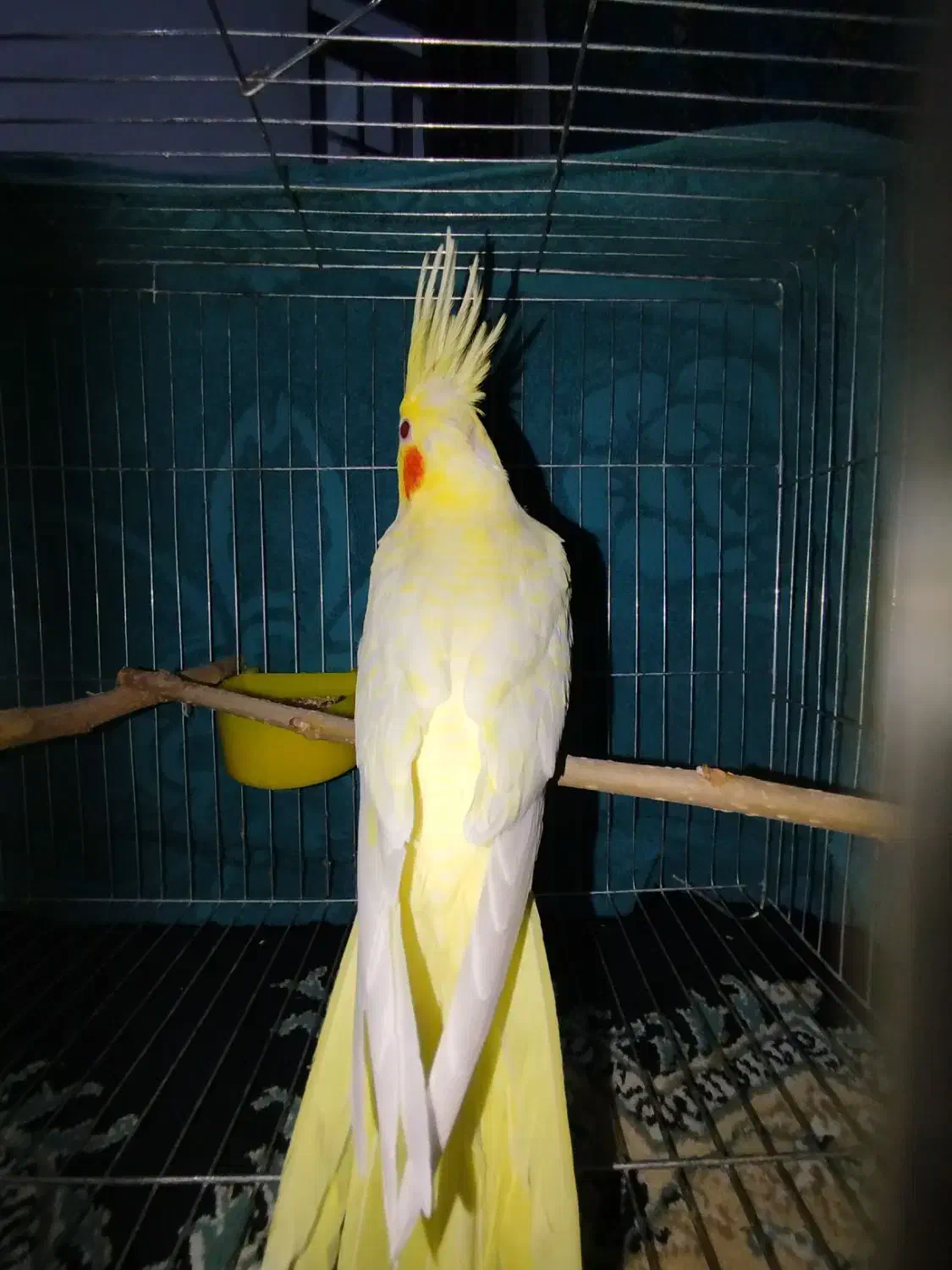 عروس هلندی لوتینو زعفرانی|پرنده|دره شهر, |دیوار