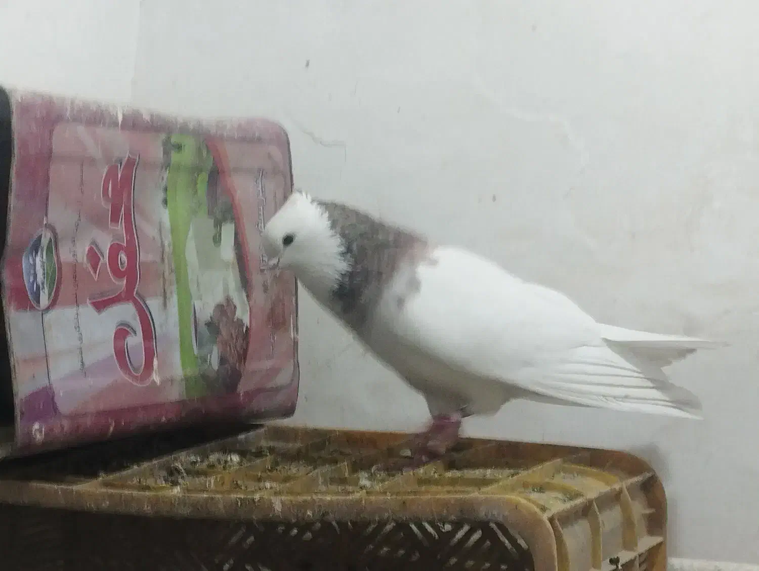 طوقی کاکلی نرو ماده|پرنده|پاکدشت, پاکدشت (مامازند)|دیوار