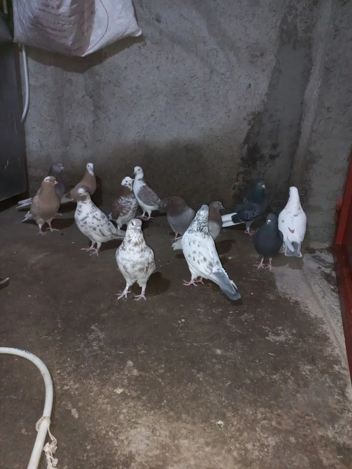 کبوتر|پرنده|مشگین شهر, |دیوار