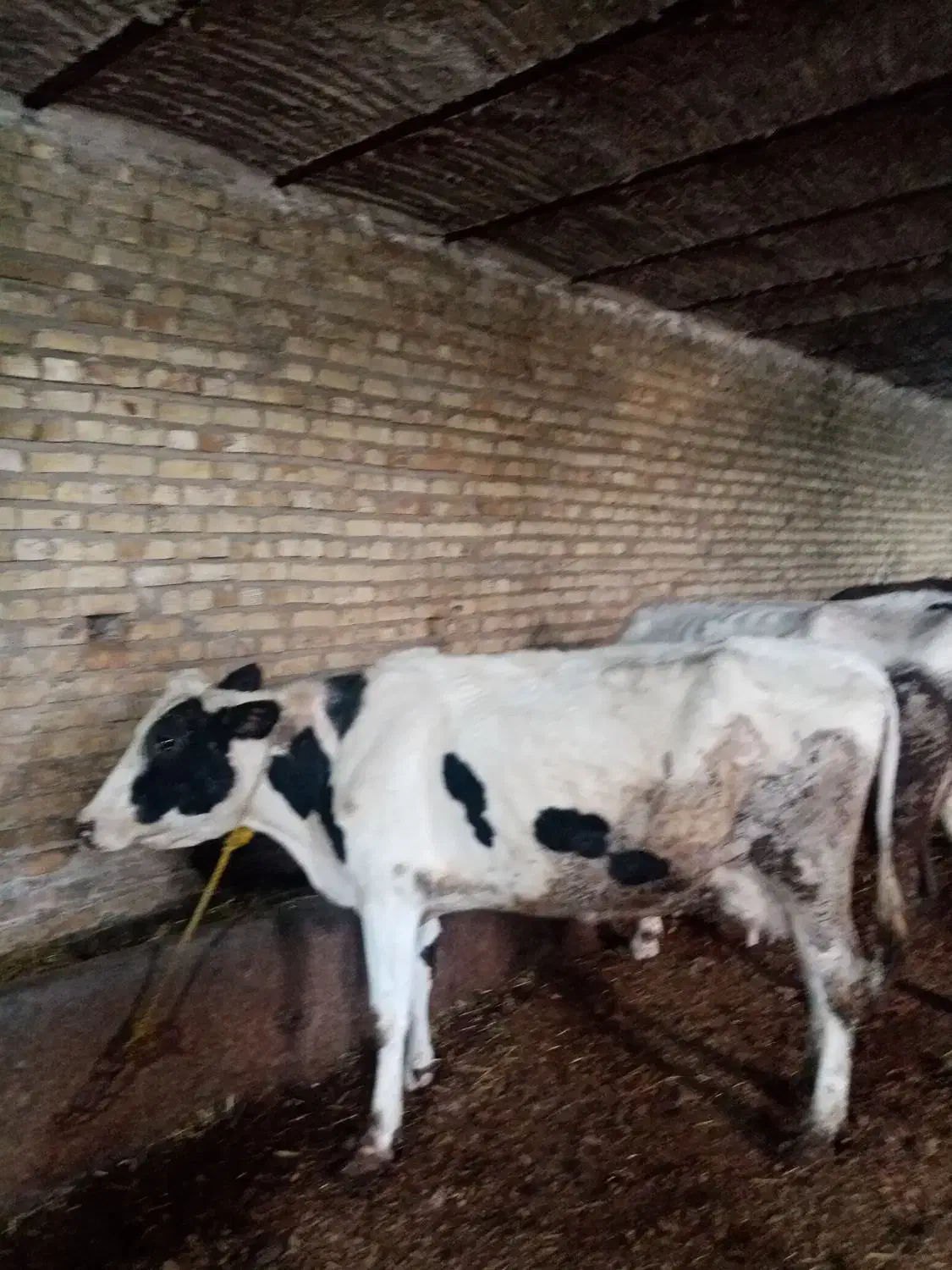 گاوشیری|حیوانات مزرعه|مهربان, |دیوار