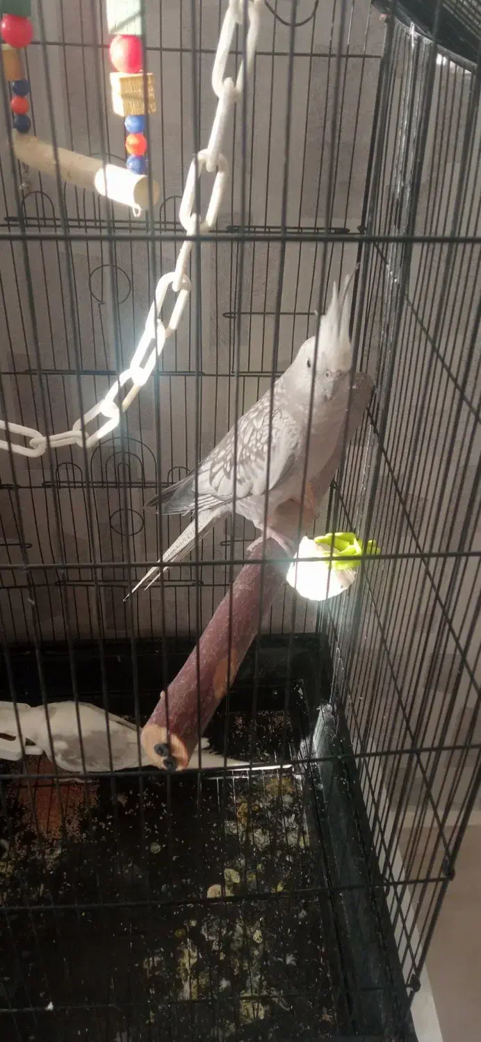 عروس مولد ایزابلا وایت فیس|پرنده|سهند, |دیوار