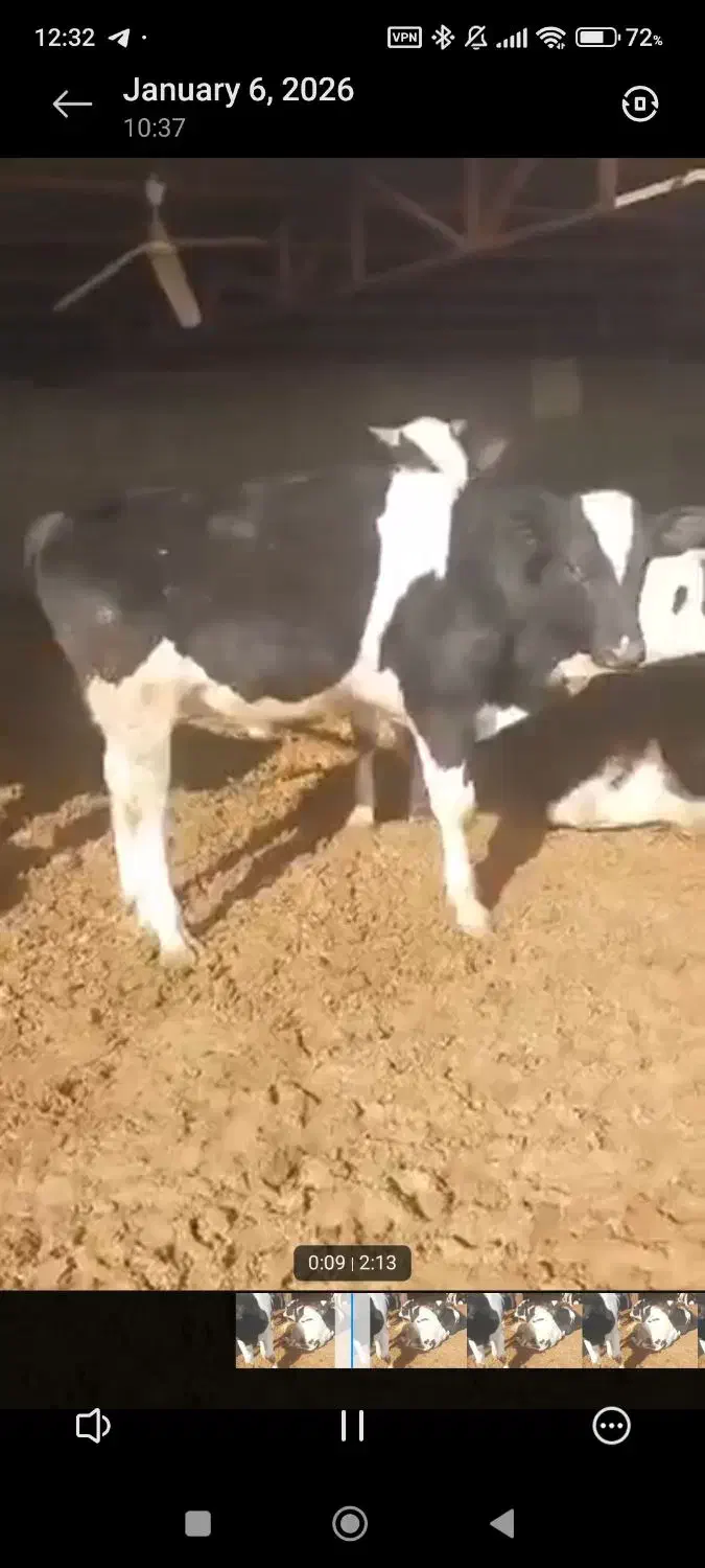 گوساله نرهلشتاین نیم گوشت|حیوانات مزرعه|تهران, امام زاده عبدالله|دیوار