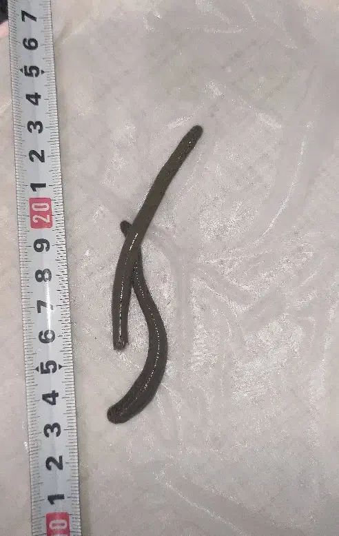 زالوی طبی استریل در تمام سایزها|آرایشی، بهداشتی، درمانی|اسکو, |دیوار