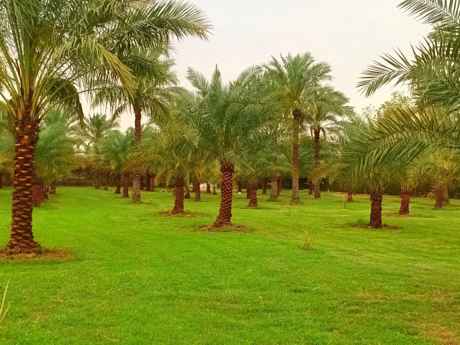 انجام خدمات باغبانی ونخل وگل|خدمات باغبانی و درختکاری|اهواز, کیانپارس |دیوار