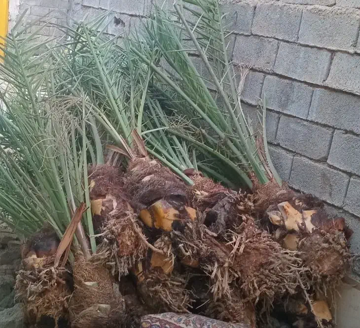 بفروش|حراج|سراوان, |دیوار