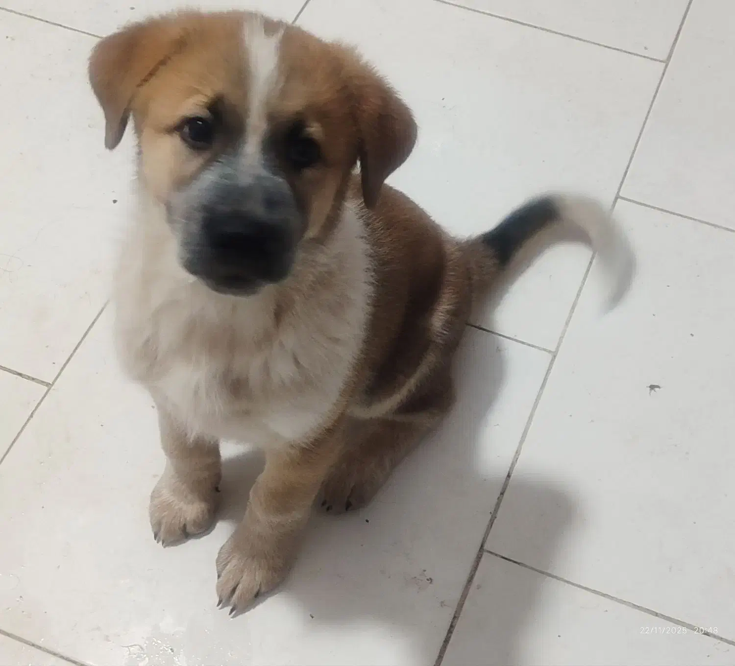 فروش سگ ژرمن سرابی|سگ|پاکدشت, شهرک امام رضا|دیوار