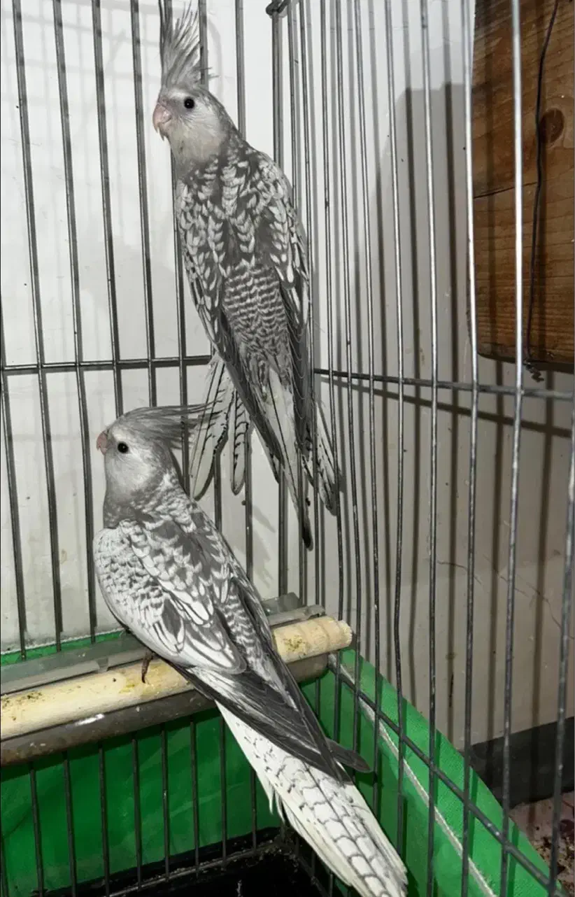 عروس هلندی|پرنده|ایلام, |دیوار