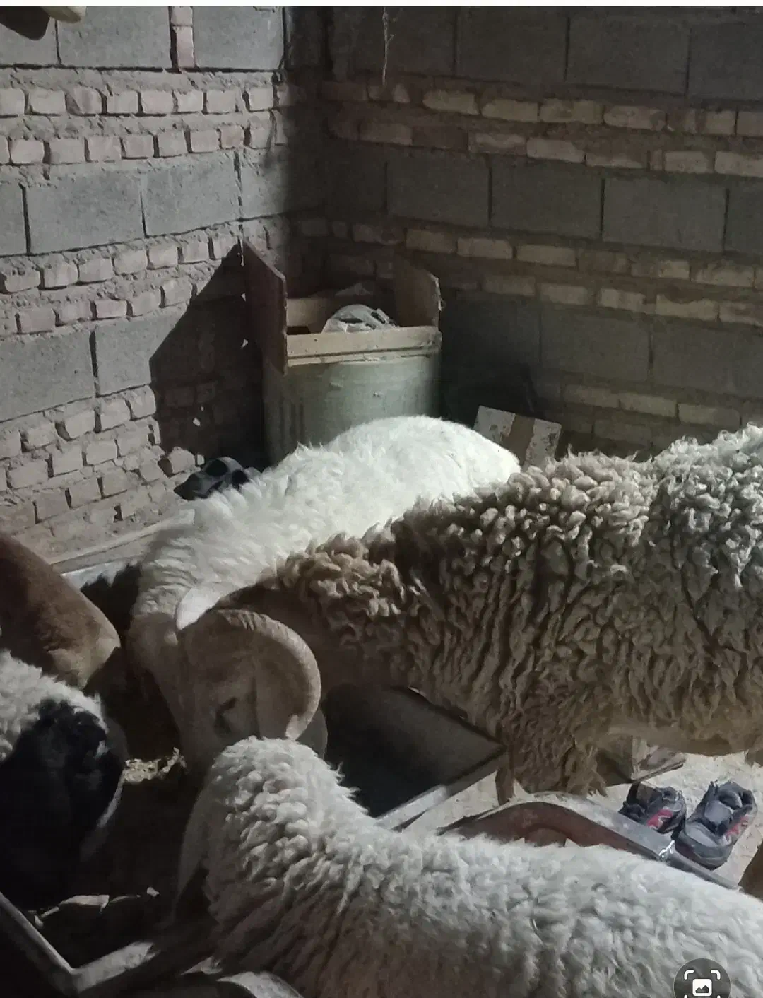 قوچ و گوسفند بوری|حیوانات مزرعه|زابل, |دیوار