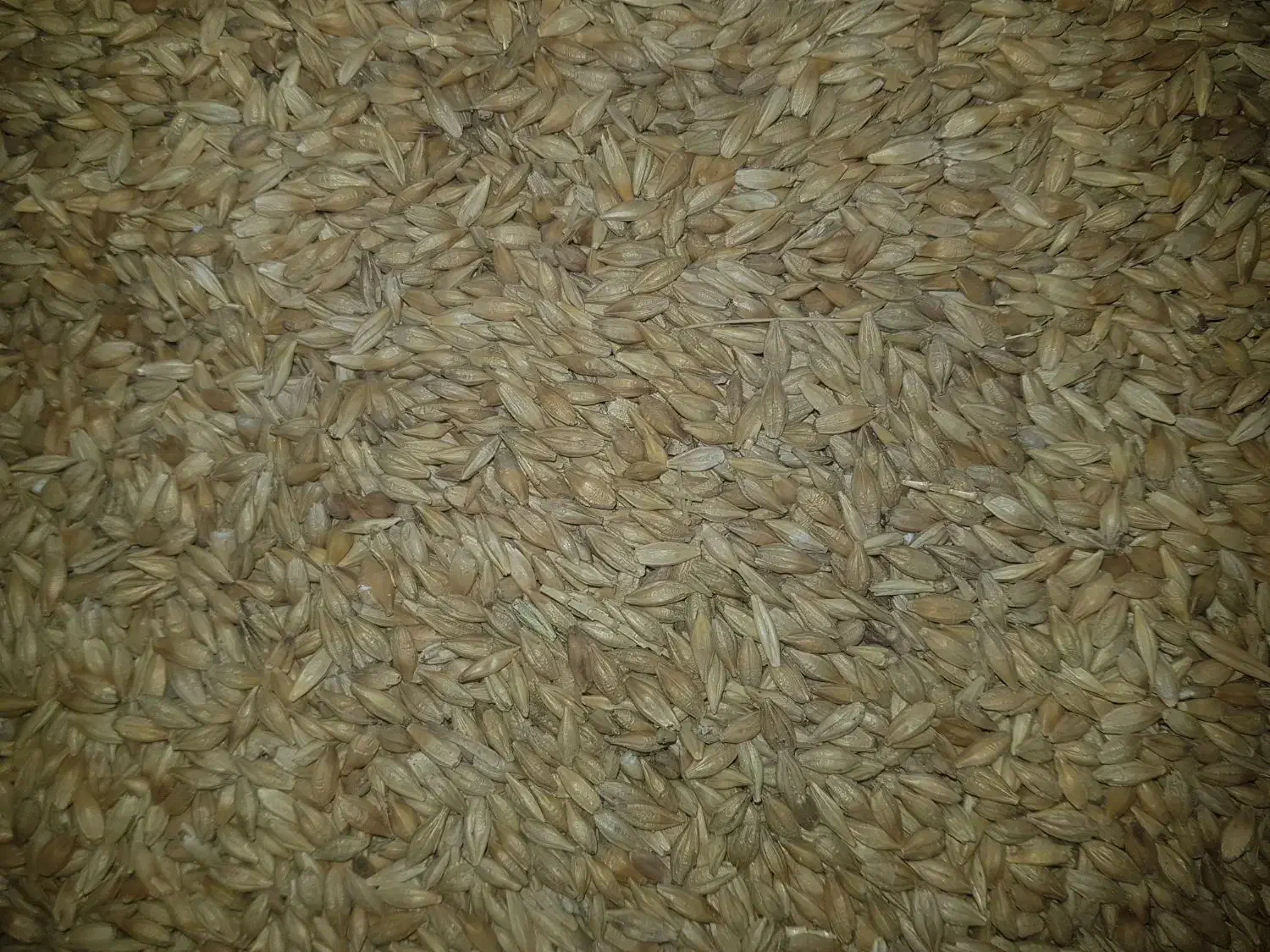 جو خارجی|خدمات باغبانی و درختکاری|بروجرد, |دیوار