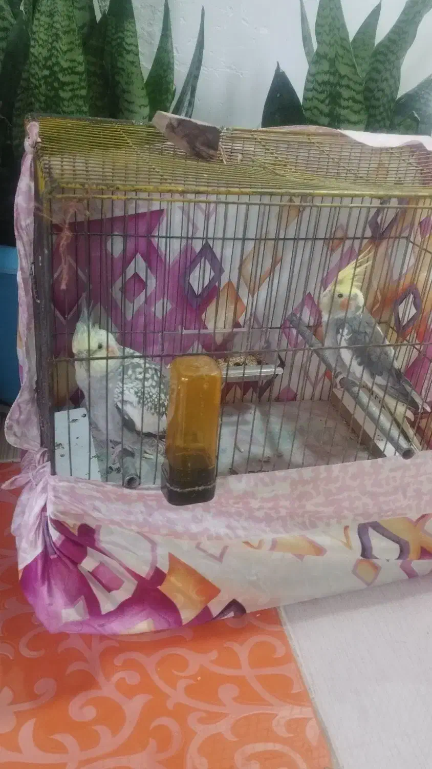 یک جفت عروس هلندی|پرنده|رشت, جانبازان|دیوار