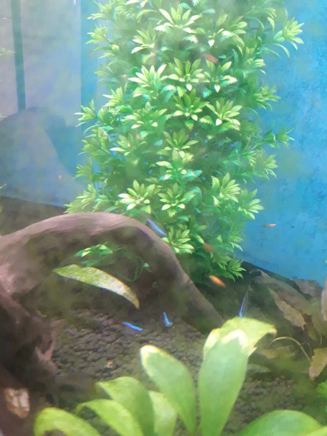 فروش ماهی پلنت (( نئون ))|ماهی|قائم‌شهر, |دیوار