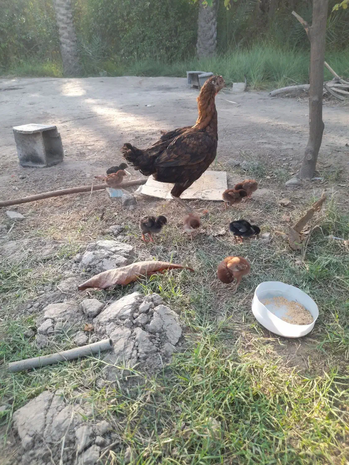 ماده مرغ با ۹جوجه|حیوانات مزرعه|میناب, |دیوار