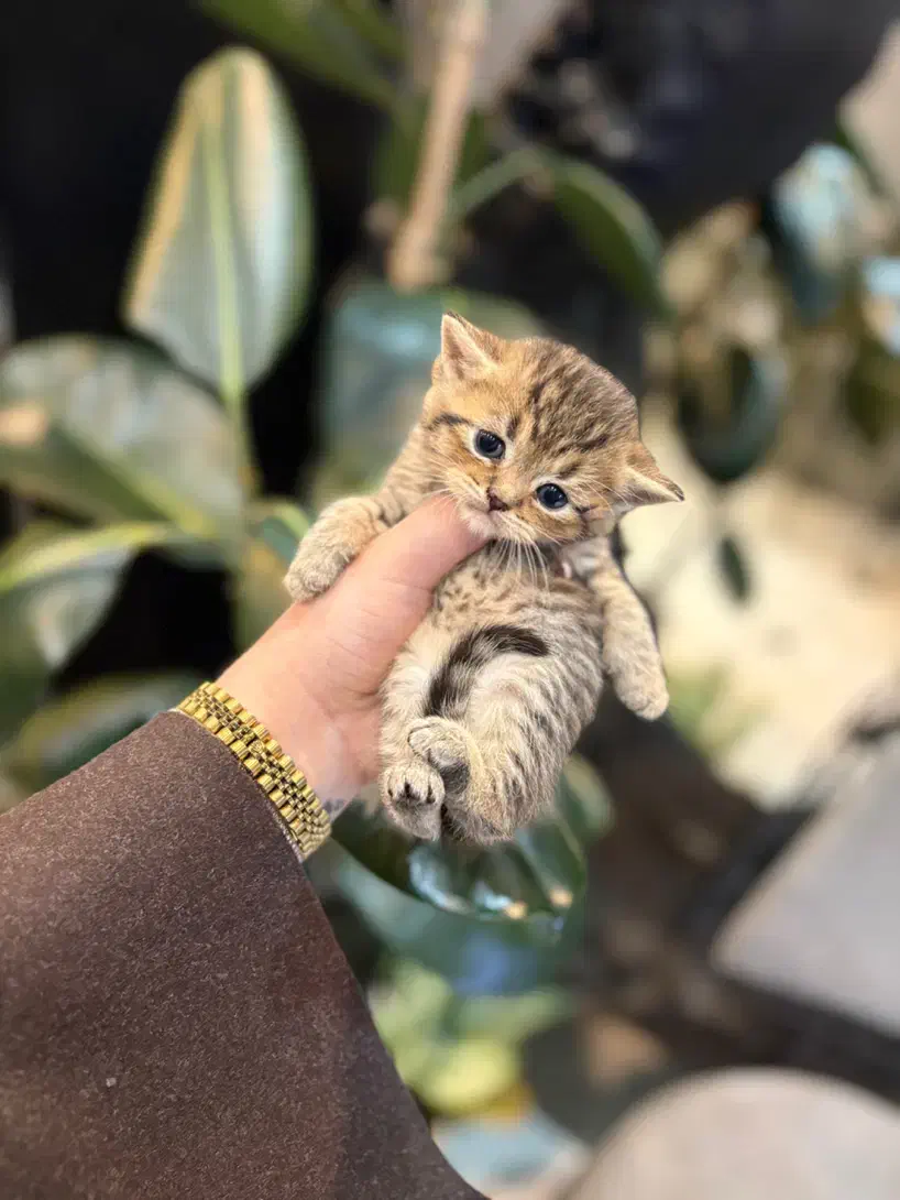 بریتیش گلد تبی|گربه|رشت, گلسار|دیوار