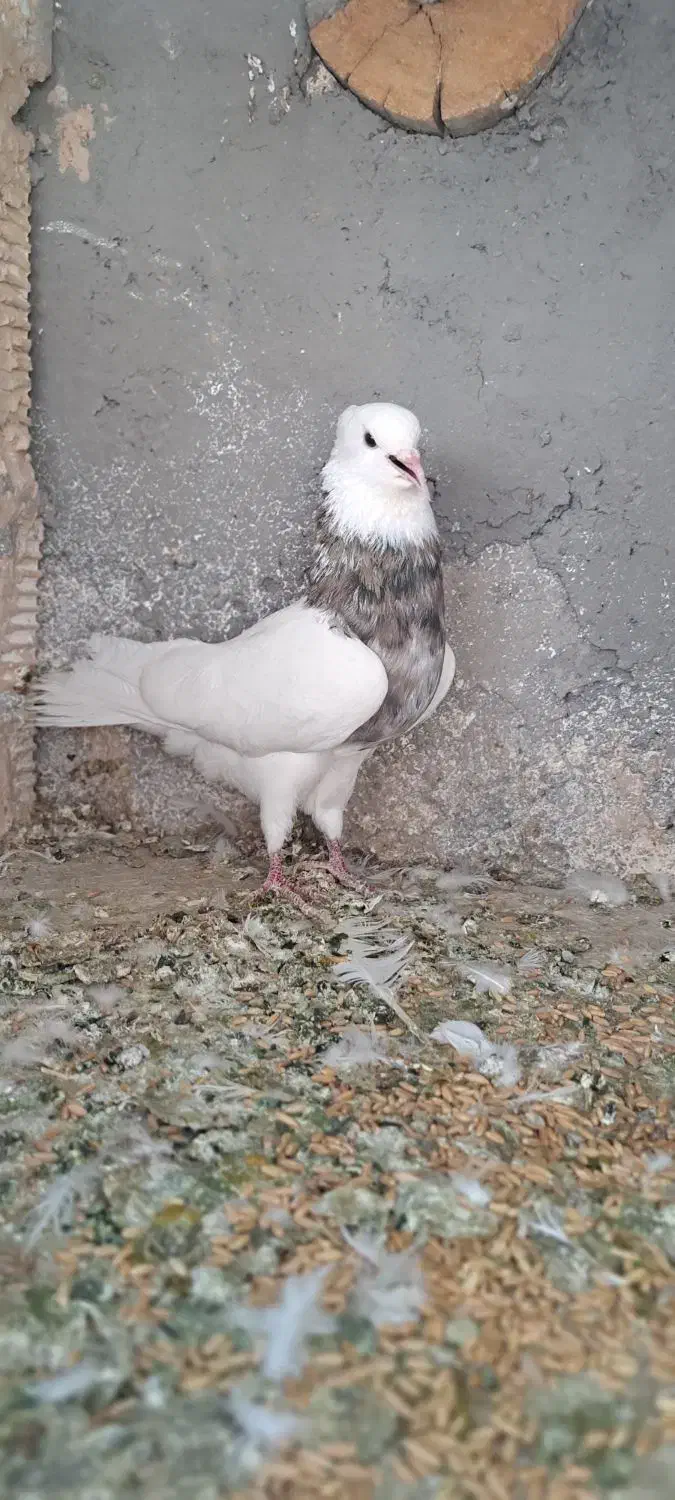 کفتر طوقی نر|پرنده|ساوه, |دیوار