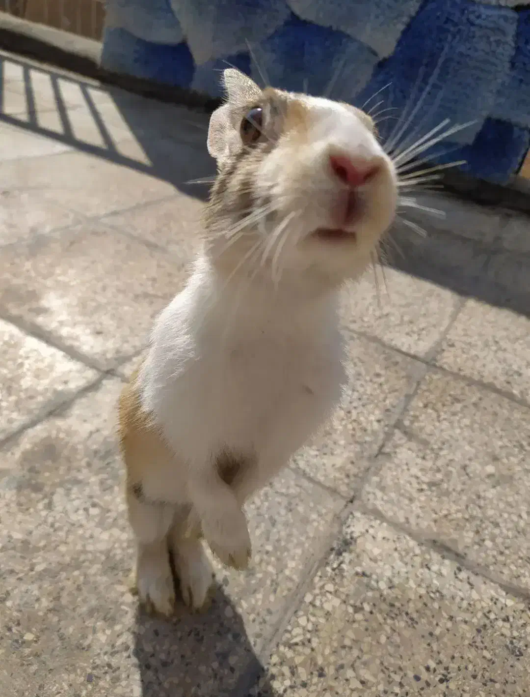 خرگوش بازیگوش|موش و خرگوش|رباط‌کریم, الارد|دیوار