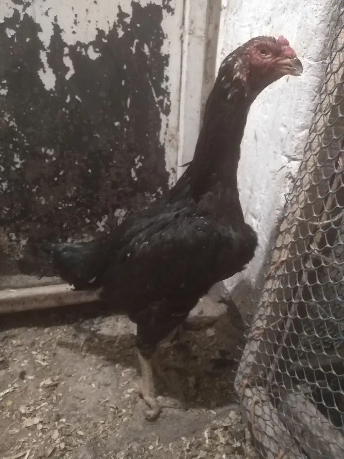 مرغ خروس لاری و جوجه لاری، تخم نطفه دار|حیوانات مزرعه|تربت جام, المهدی|دیوار