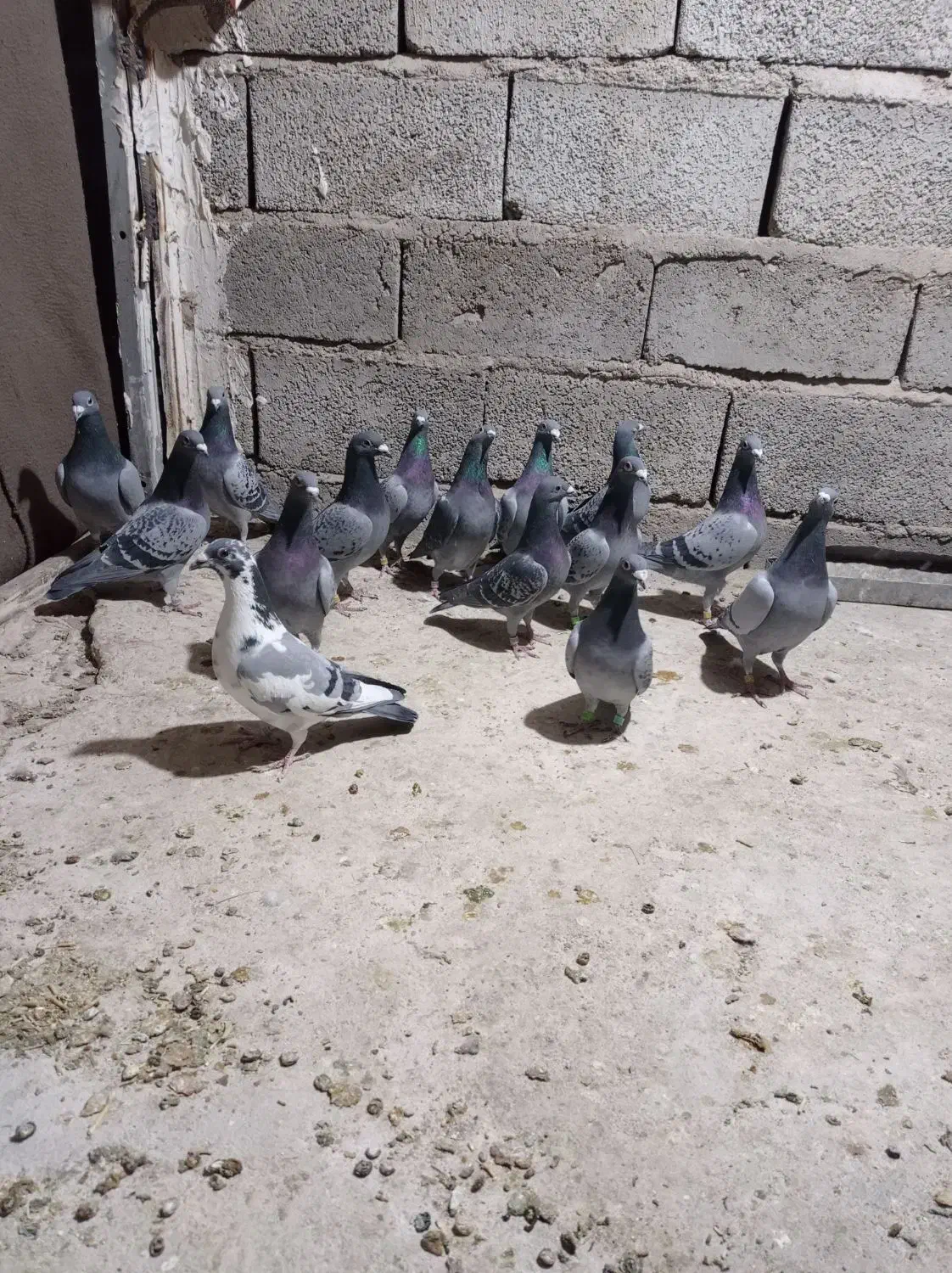 15نرکفتر مسافتی|پرنده|خاش, |دیوار