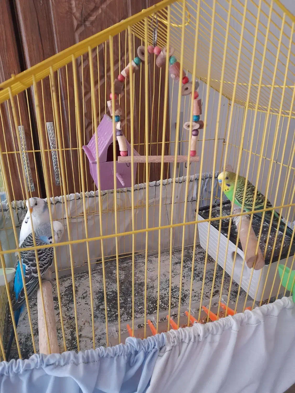 مرغ عشق جوان|پرنده|الوند, |دیوار