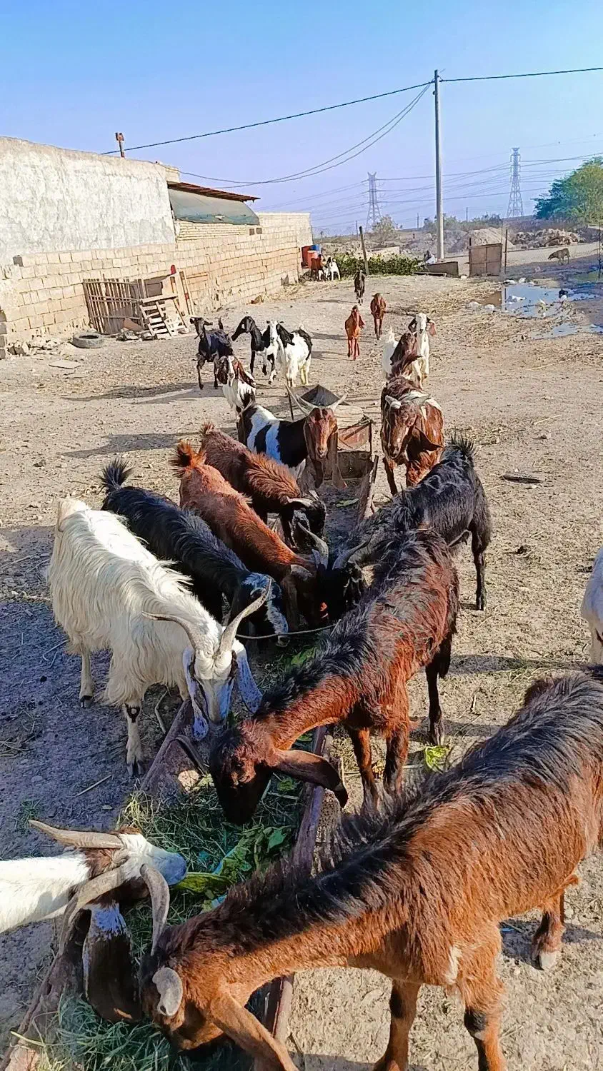 یک گله بز نجدی|حیوانات مزرعه|اهواز, غیزانیه|دیوار